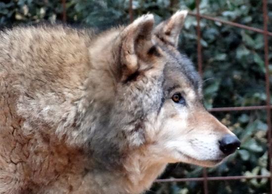 i Loups du Castel