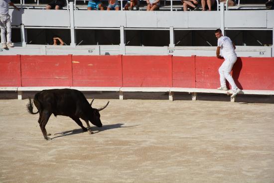 La Course Camarguaise d'Arles
