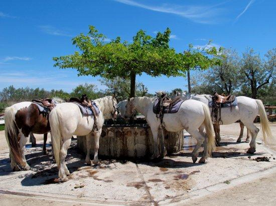 Le Palomino Le Boumian