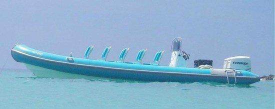 Sea Safari