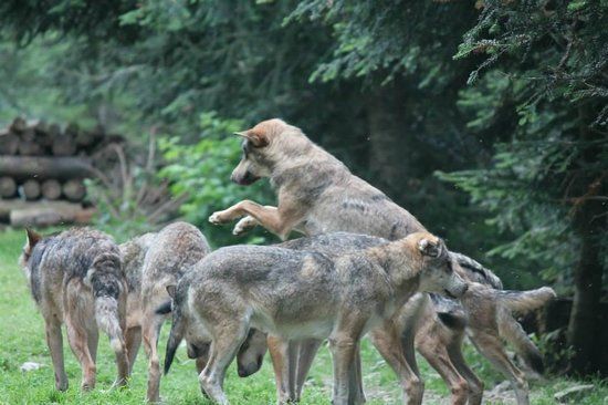 le Parc Alpha Loup